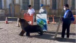 Leão-marinho é resgatado e devolvido ao mar após aparecer em cidade do RS