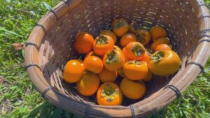 Safra de caqui cresce em SP e atrai 10 mil visitantes em sistema ‘colha e pague’