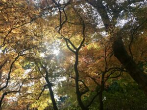 Estar na natureza com amigos aumenta bem-estar e longevidade dos idosos