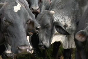Moscas do estábulo atacam gado e derrubam produção de leite em MS