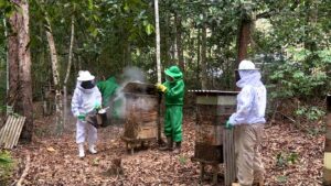 Apicultores ocupam áreas de preservação em Aracruz e fazem mel que gera renda e lidera ES