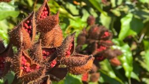 Emater lança cartilha gratuita com guia completo para cultivar urucum
