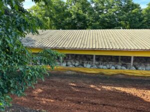 Doença de Newcastle detectada em granja de SC; 133 propriedades estão sob vigilância